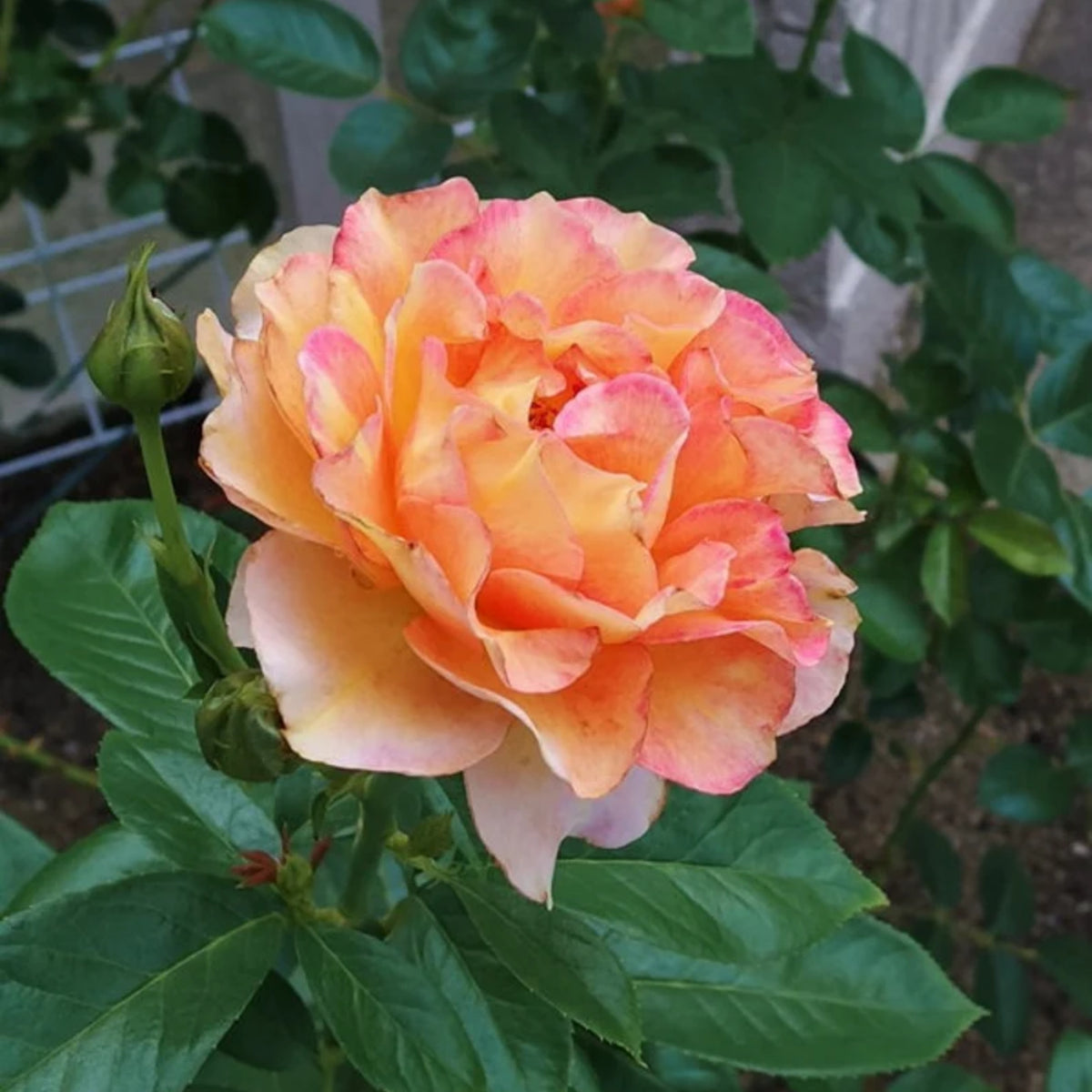 La Parisienne Perennial Rose Seeds - Heirloom Garden Flower, 30+ seeds