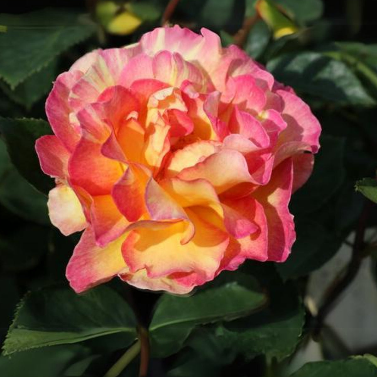 La Parisienne Perennial Rose Seeds - Heirloom Garden Flower, 30+ seeds