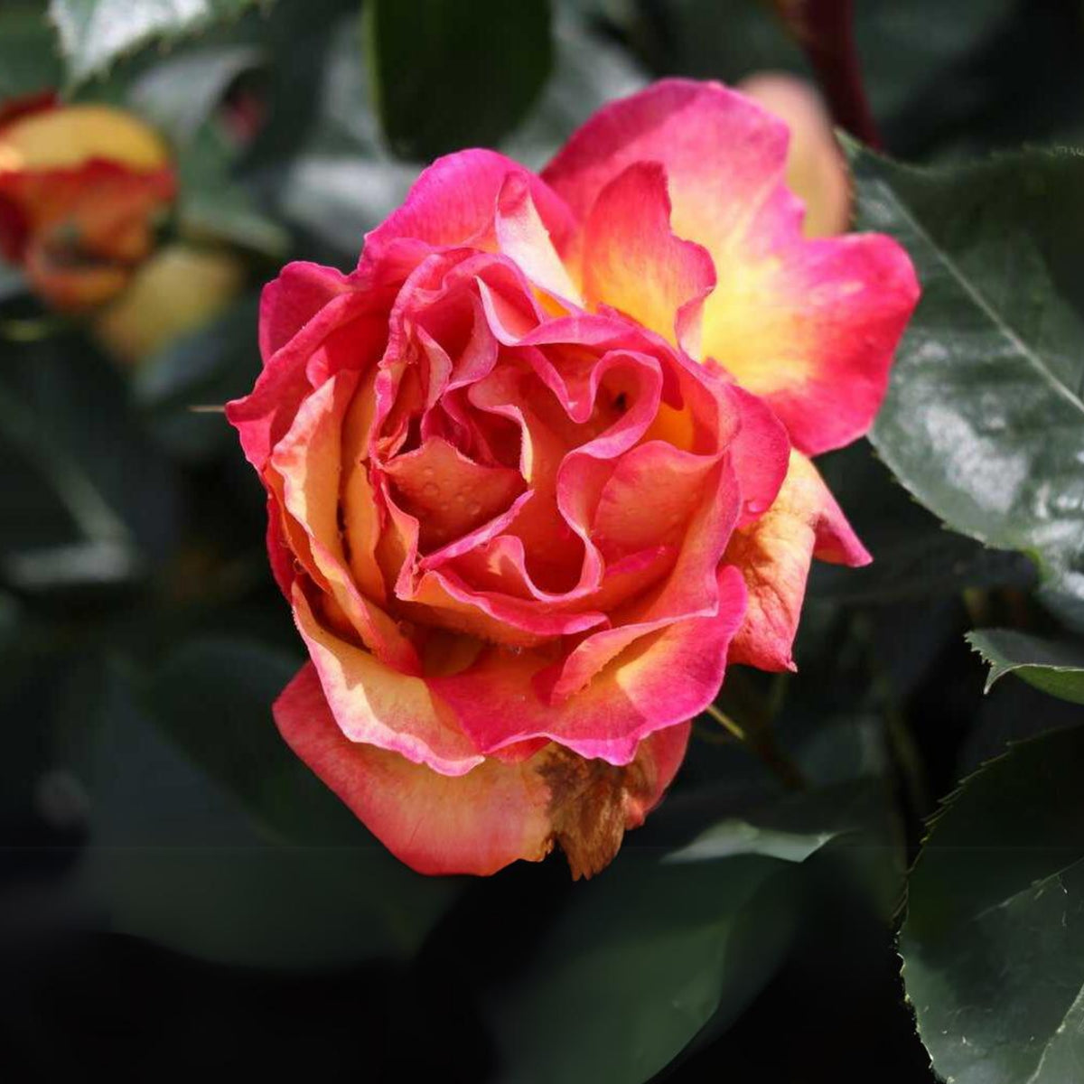 La Parisienne Perennial Rose Seeds - Heirloom Garden Flower, 30+ seeds