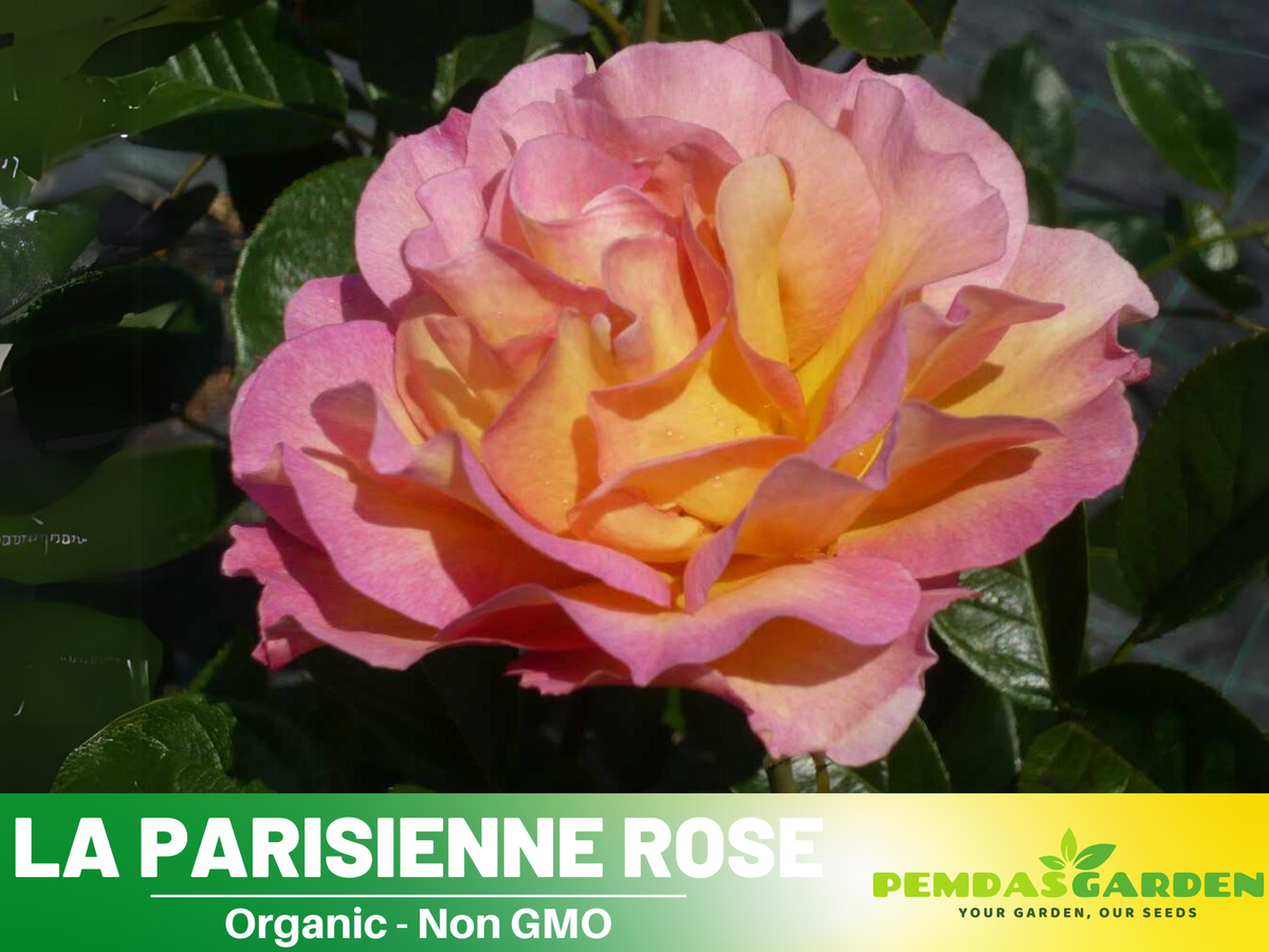 30+ Seeds| La Parisienne Perennial Rose Seeds #1169