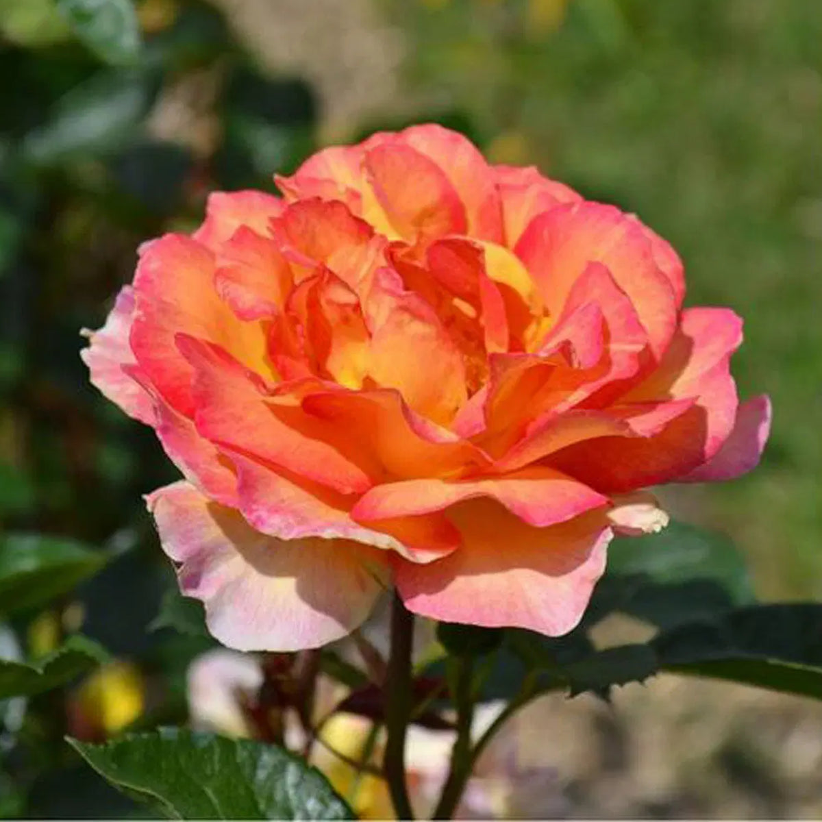 La Parisienne Perennial Rose Seeds - Heirloom Garden Flower, 30+ seeds