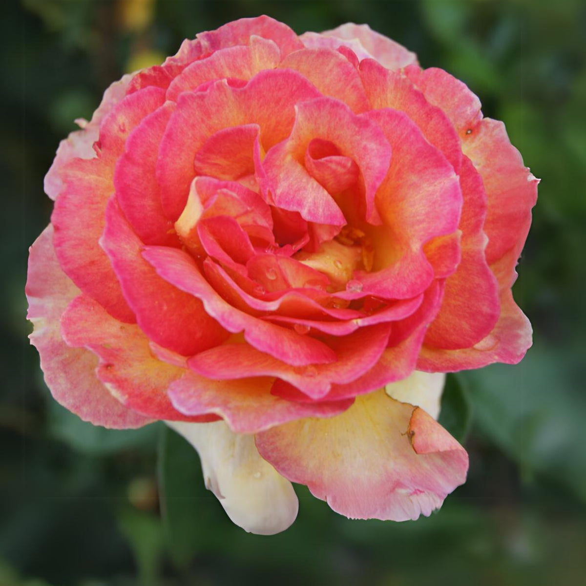La Parisienne Perennial Rose Seeds - Heirloom Garden Flower, 30+ seeds