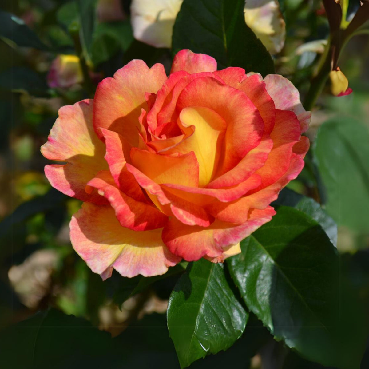 La Parisienne Perennial Rose Seeds - Heirloom Garden Flower, 30+ seeds