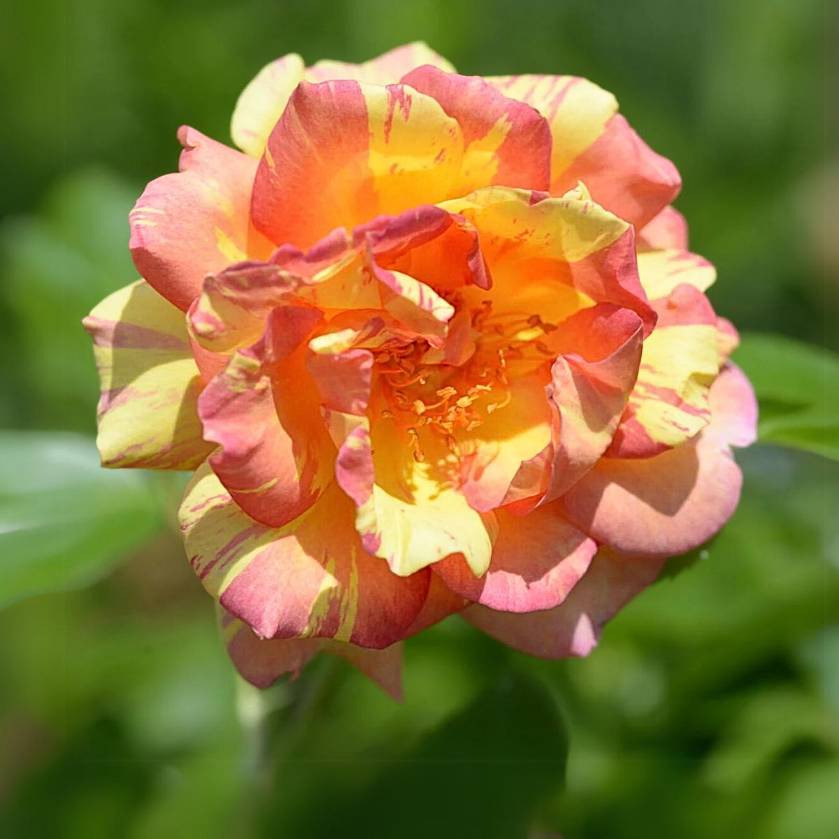 La Parisienne Perennial Rose Seeds - Heirloom Garden Flower, 30+ seeds