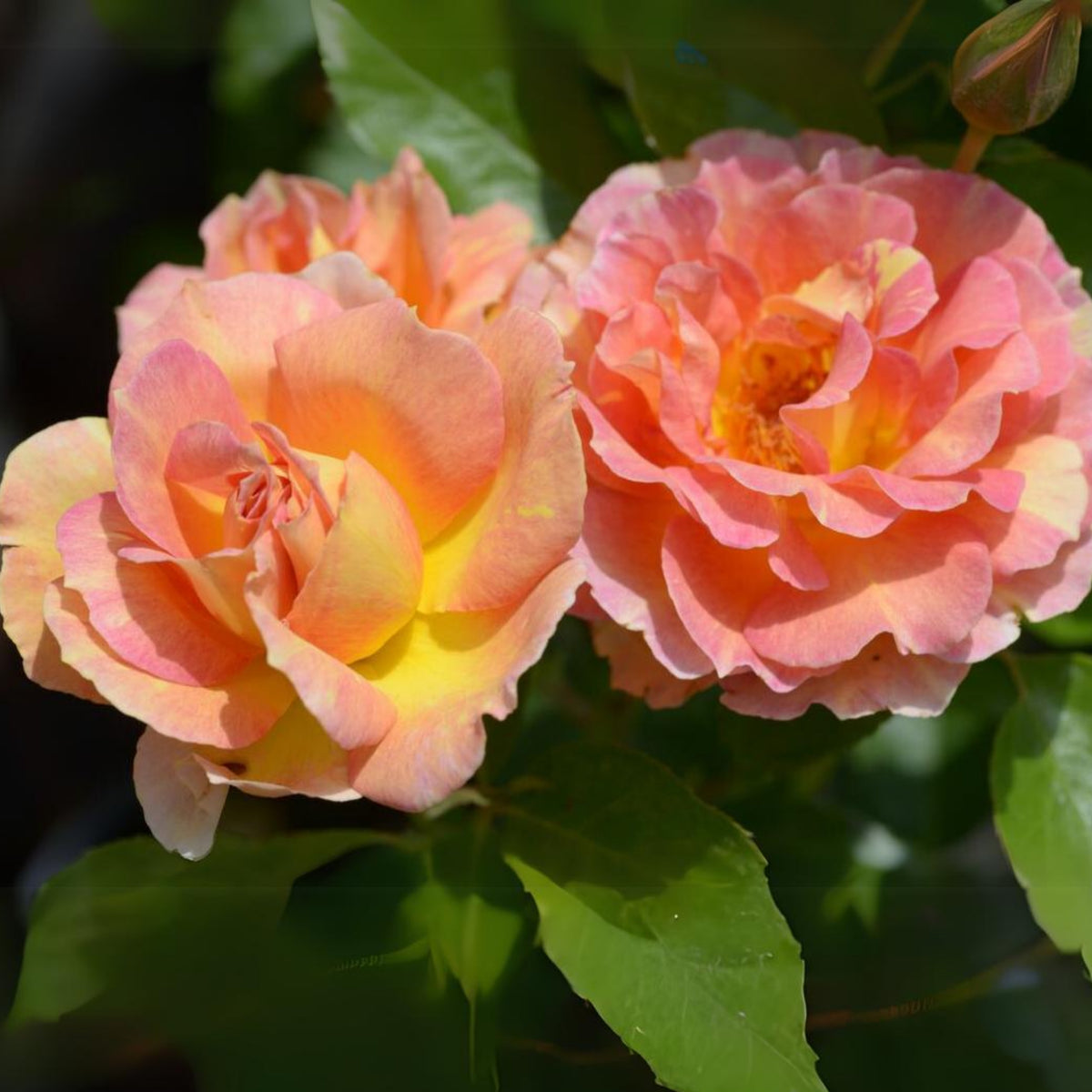La Parisienne Perennial Rose Seeds - Heirloom Garden Flower, 30+ seeds