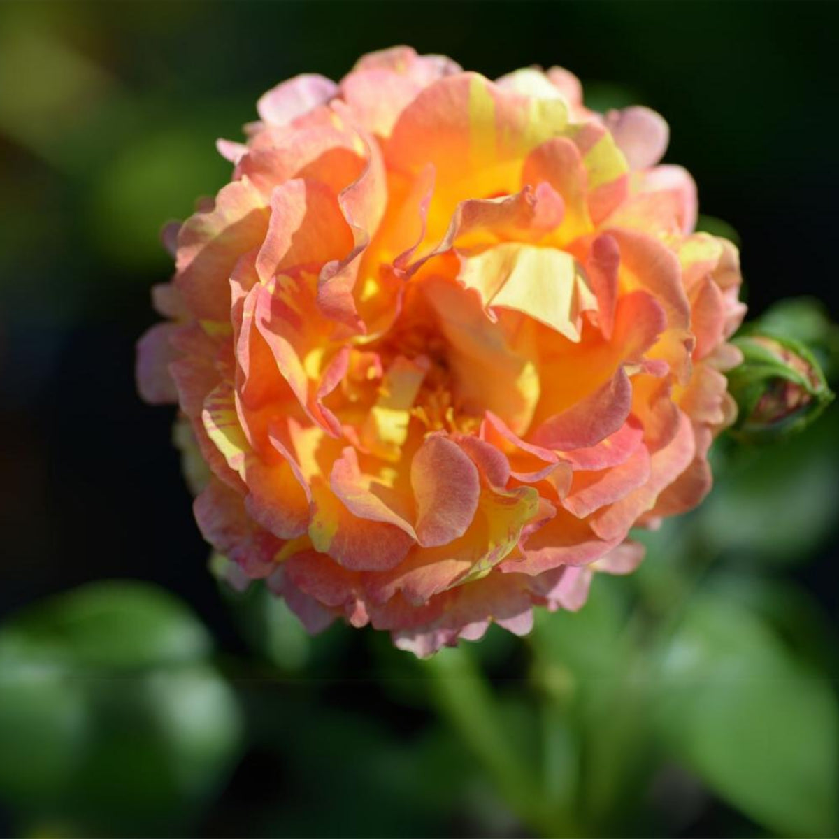 La Parisienne Perennial Rose Seeds - Heirloom Garden Flower, 30+ seeds