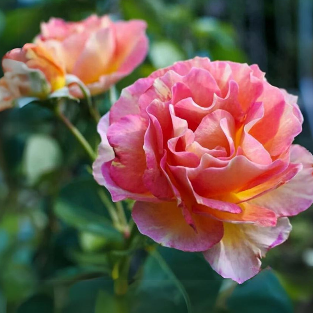 La Parisienne Perennial Rose Seeds - Heirloom Garden Flower, 30+ seeds