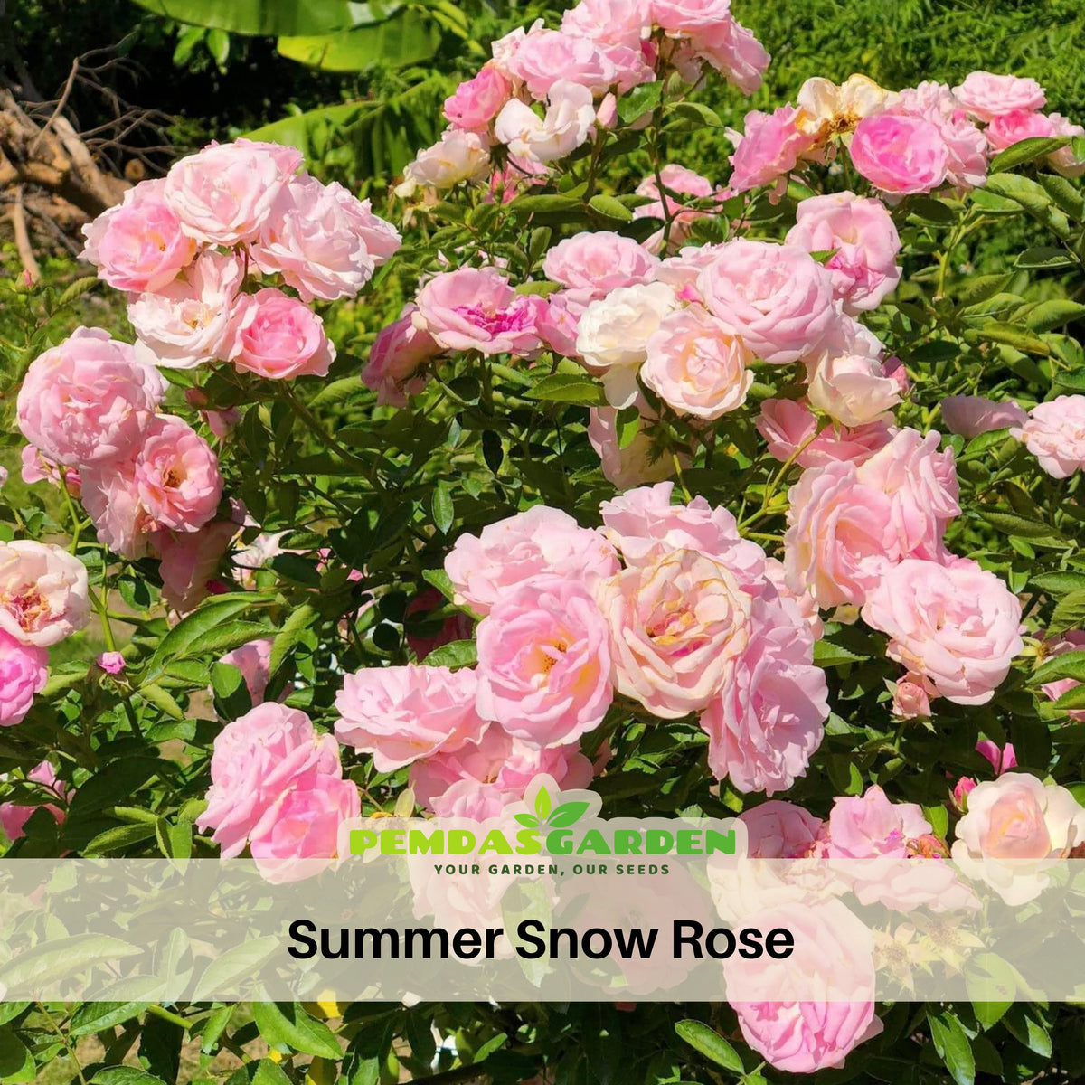 White Summer Snow Perennial Rose Seeds, 30+ seeds