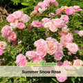 30+ Seeds| White Summer Snow Perennial Rose Seeds - Heirloom Garden Flower - Pure White Blooms - Long Blooming - Ornamental Rose#1170