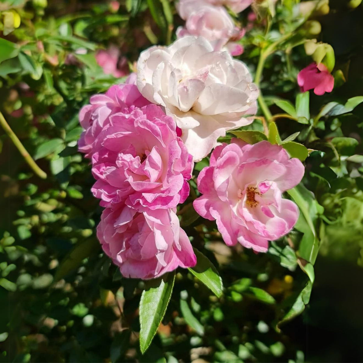 White Summer Snow Perennial Rose Seeds, 30+ seeds