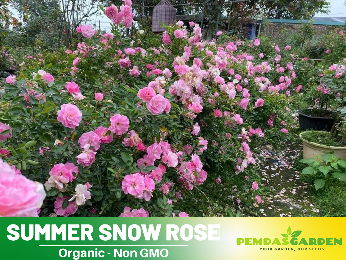 30+ Seeds| White Summer Snow Perennial Rose Seeds #1170