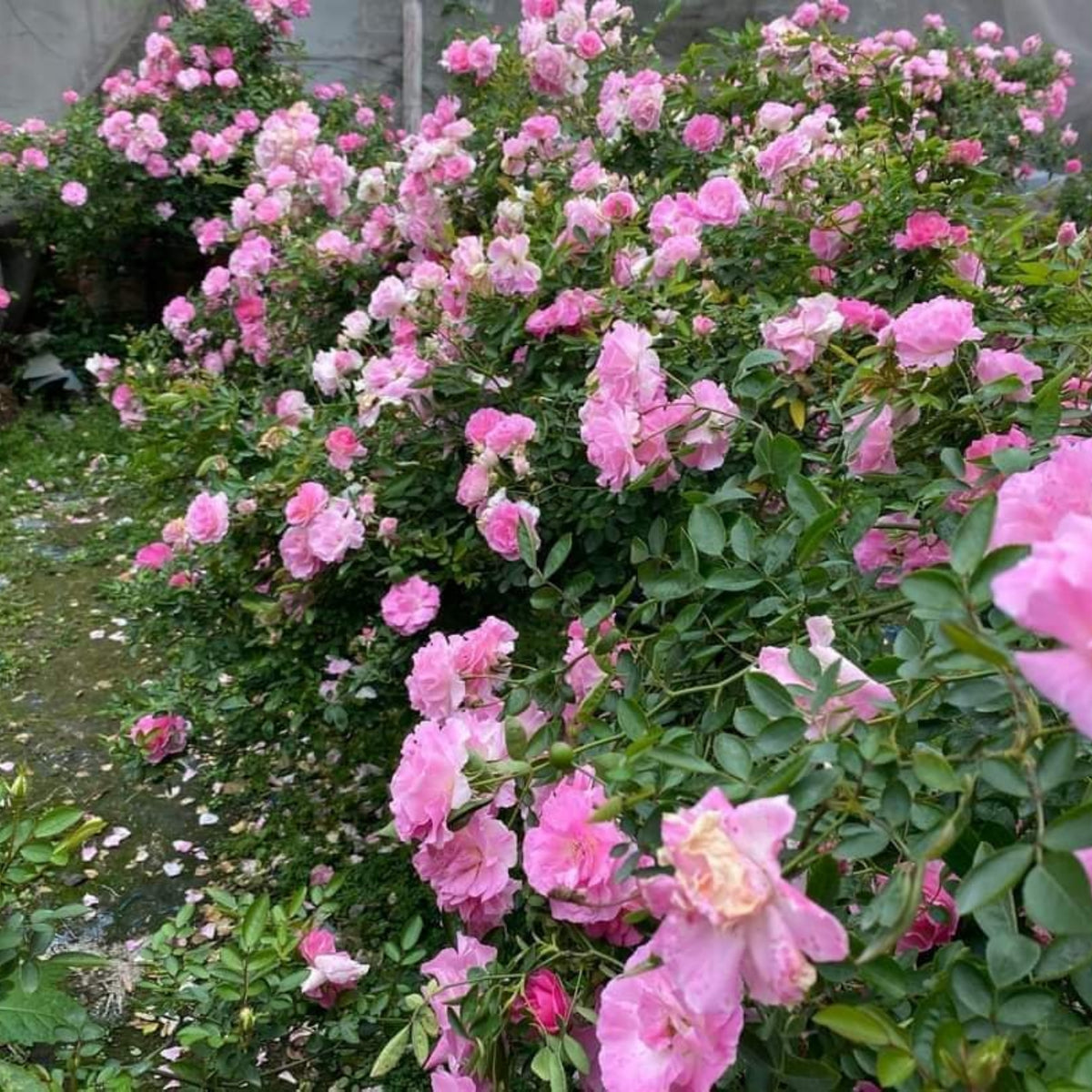 White Summer Snow Perennial Rose Seeds, 30+ seeds