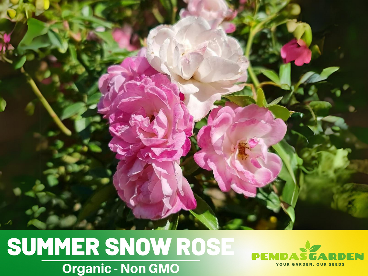 30+ Seeds| White Summer Snow Perennial Rose Seeds #1170