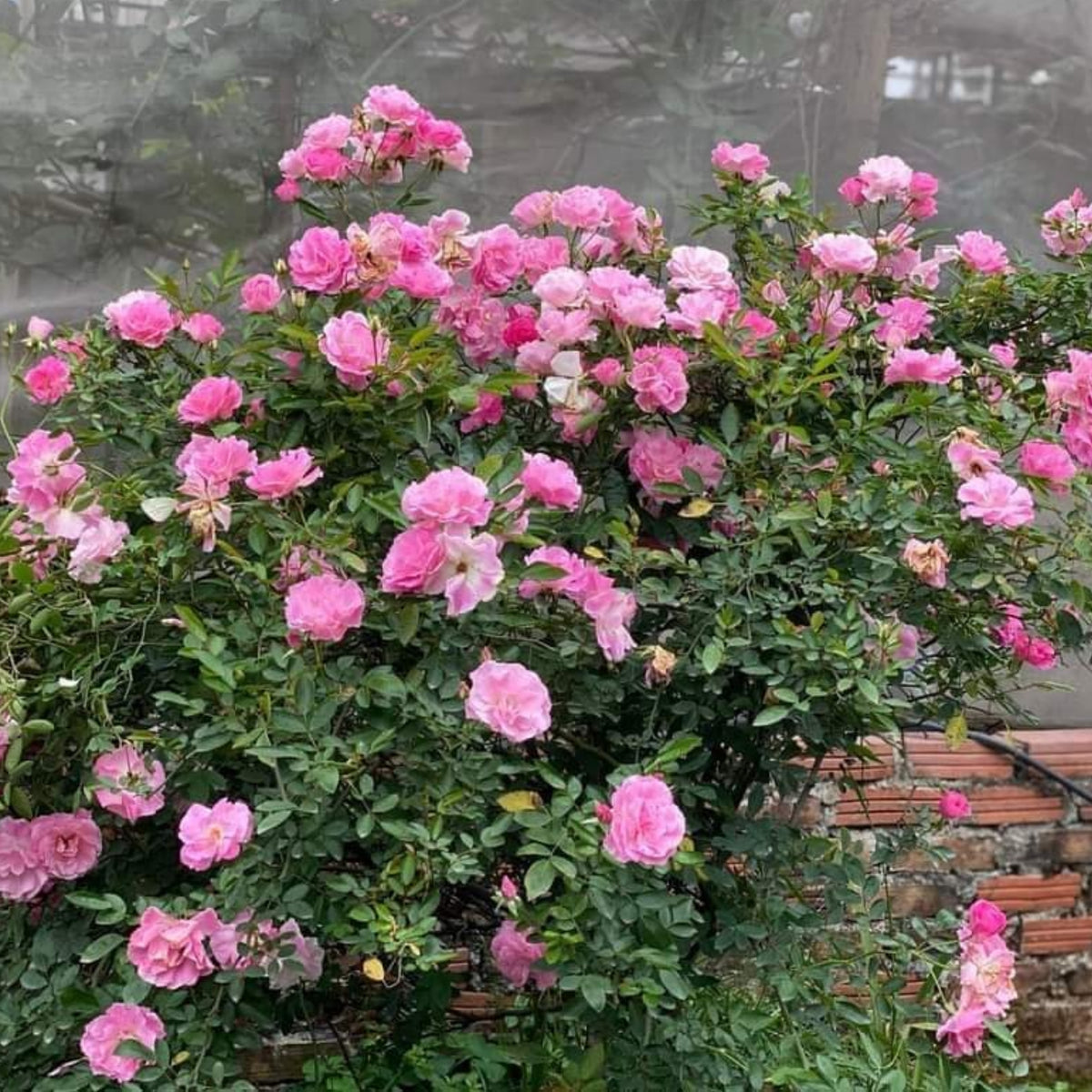 White Summer Snow Perennial Rose Seeds, 30+ seeds