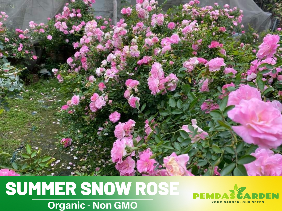 30+ Seeds| White Summer Snow Perennial Rose Seeds #1170