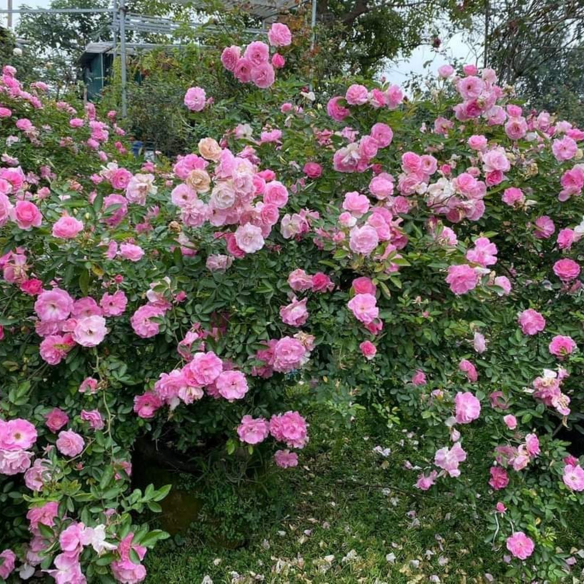 White Summer Snow Perennial Rose Seeds, 30+ seeds