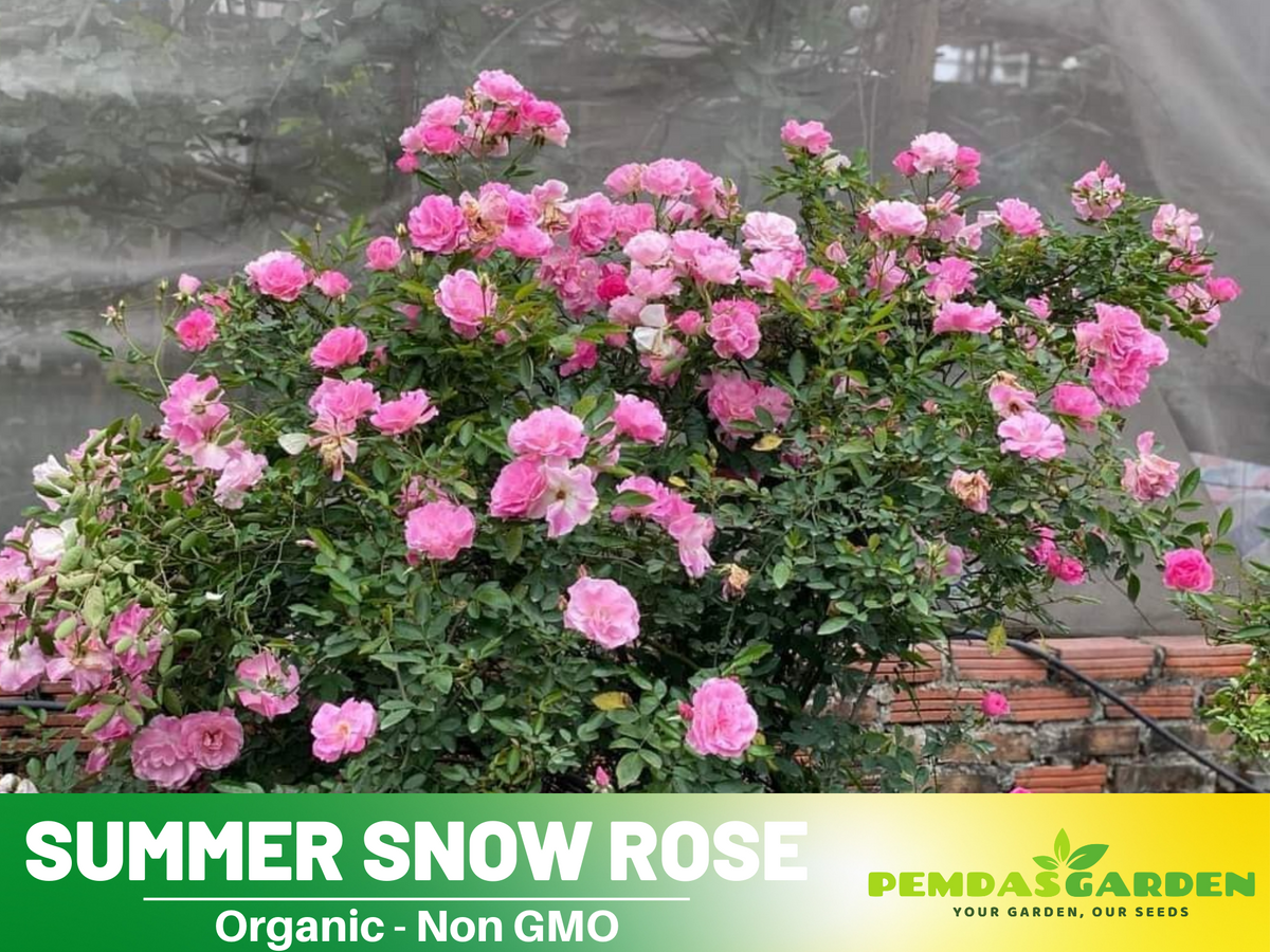 30+ Seeds| White Summer Snow Perennial Rose Seeds #1170