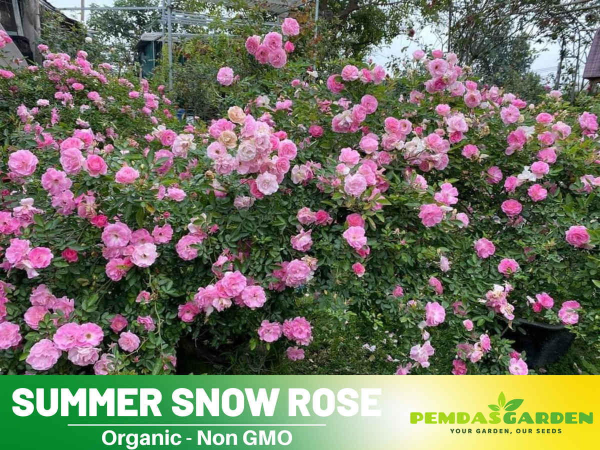 30+ Seeds| White Summer Snow Perennial Rose Seeds #1170