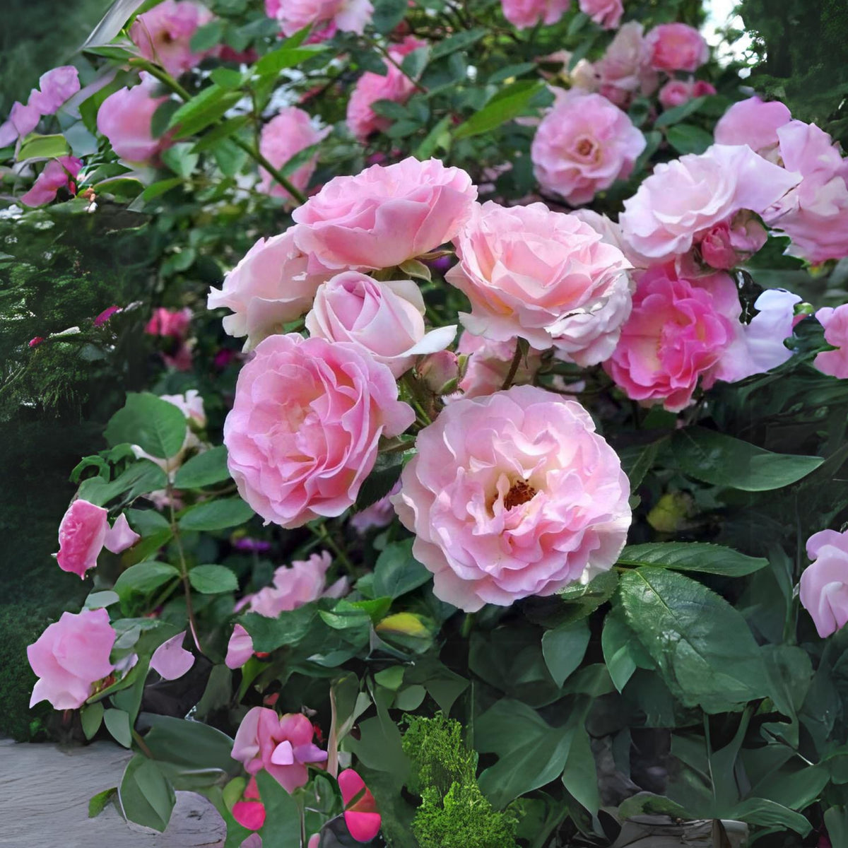 White Summer Snow Perennial Rose Seeds, 30+ seeds