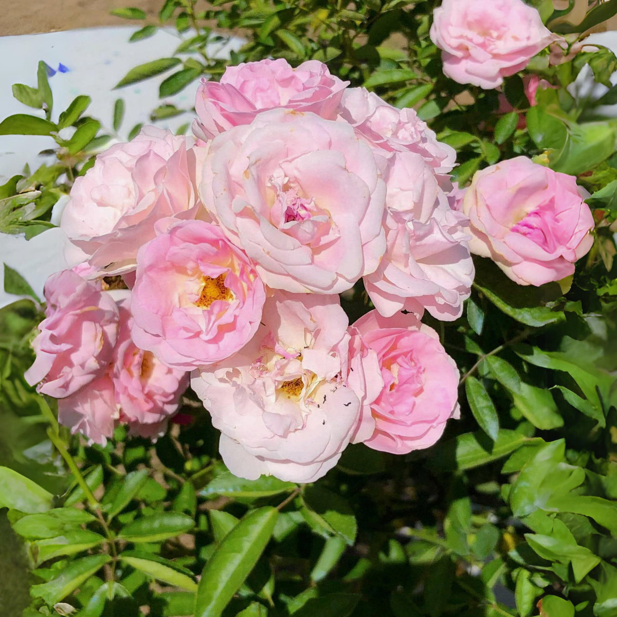 White Summer Snow Perennial Rose Seeds, 30+ seeds