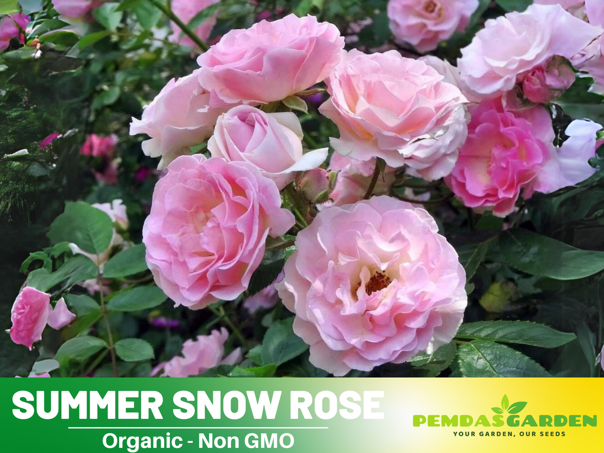 30+ Seeds| White Summer Snow Perennial Rose Seeds #1170