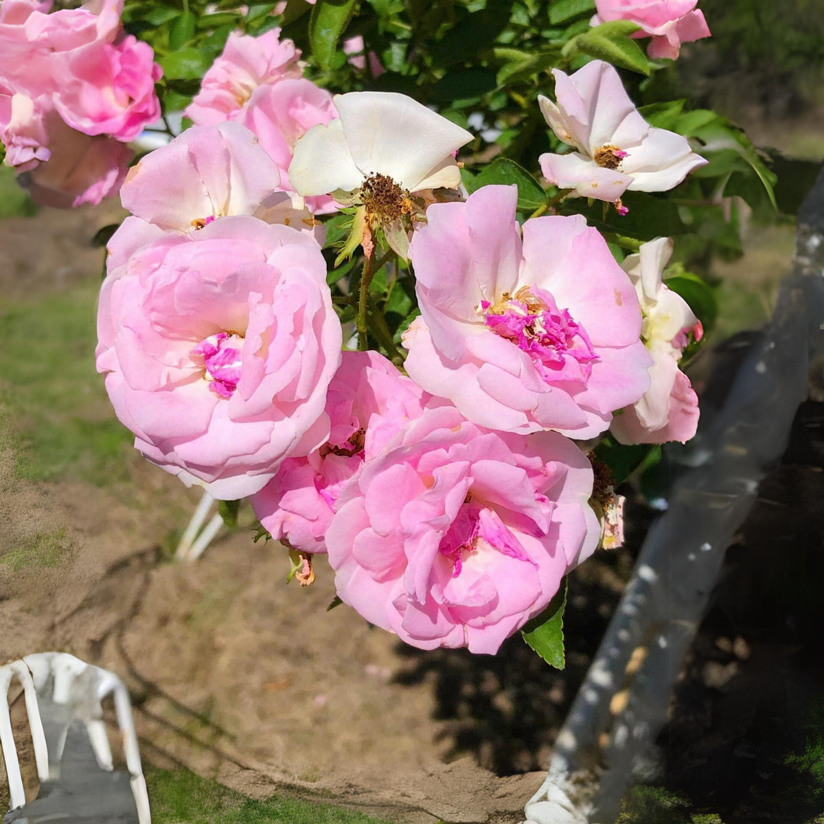 White Summer Snow Perennial Rose Seeds, 30+ seeds