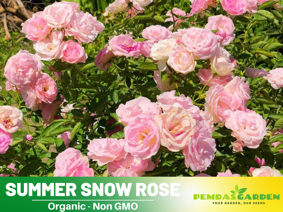 30+ Seeds| White Summer Snow Perennial Rose Seeds #1170