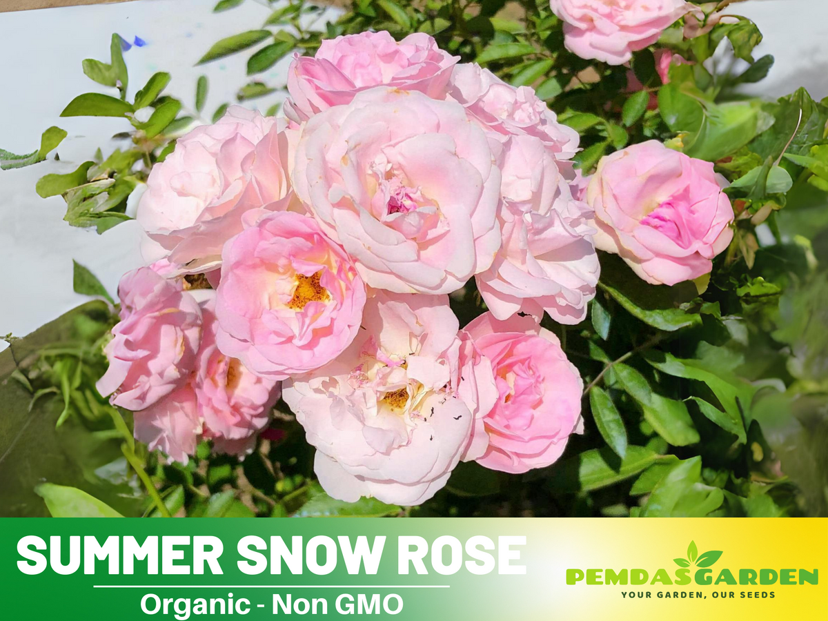 30+ Seeds| White Summer Snow Perennial Rose Seeds #1170