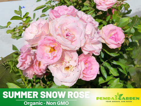 snow rose seeds 30+ Seeds| White Summer Snow Perennial Rose Seeds #1170 – PEMDASGARDEN