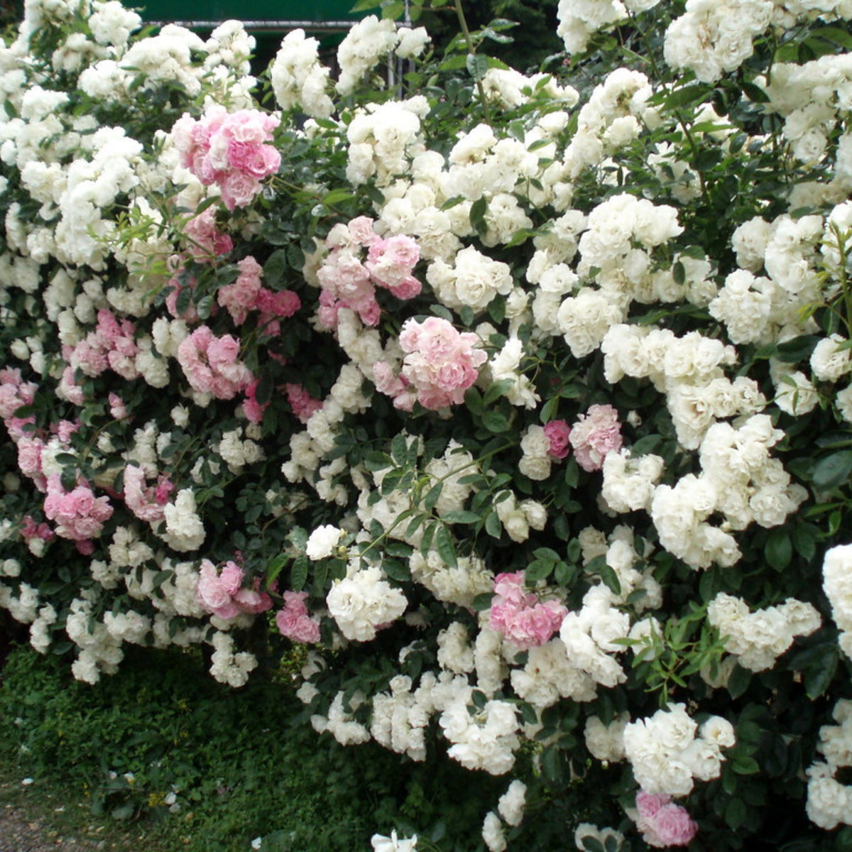 White Summer Snow Perennial Rose Seeds, 30+ seeds