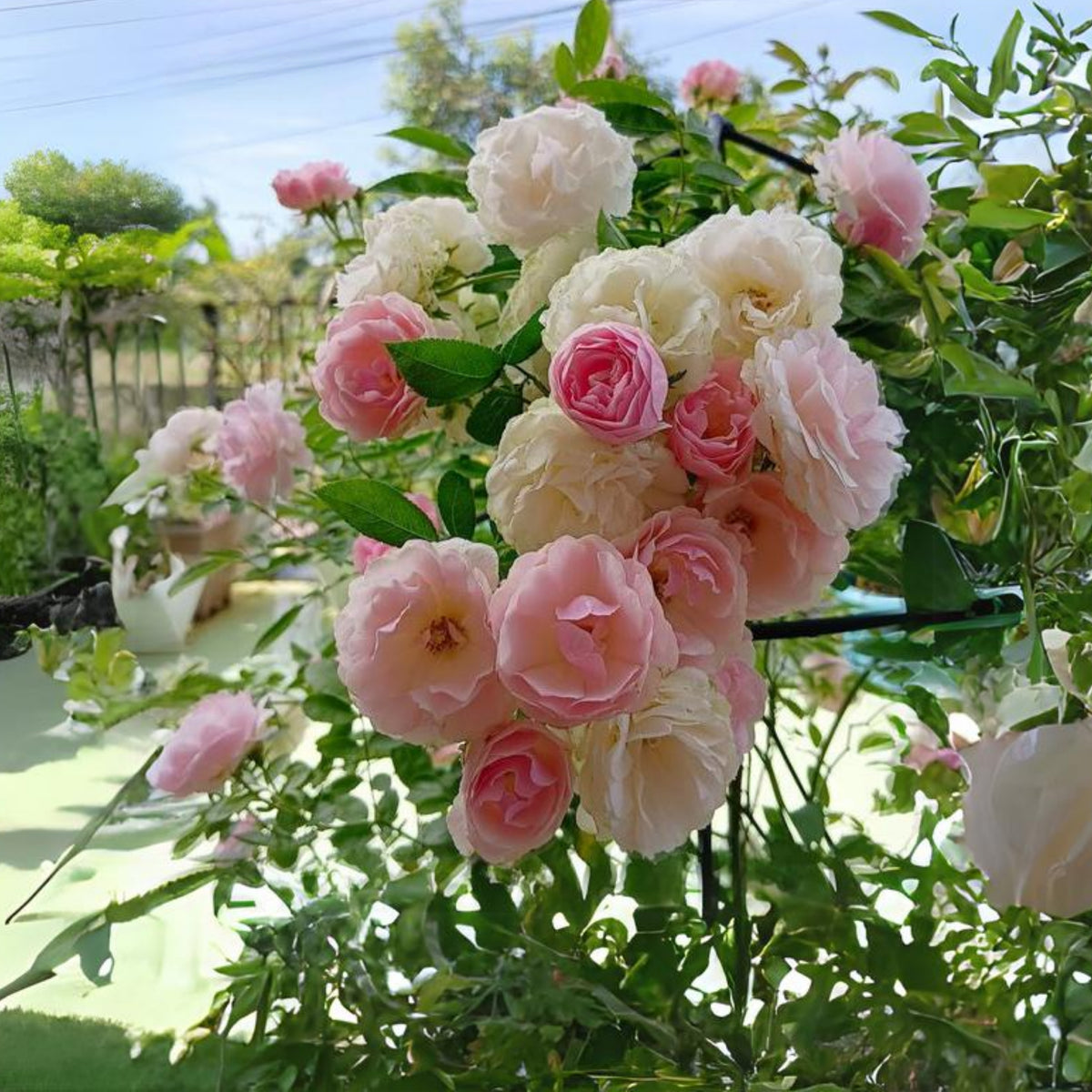 White Summer Snow Perennial Rose Seeds, 30+ seeds