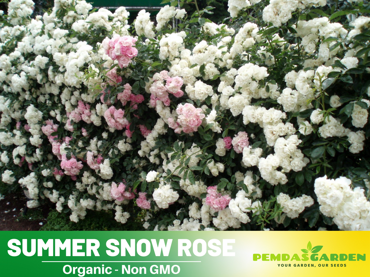 30+ Seeds| White Summer Snow Perennial Rose Seeds #1170