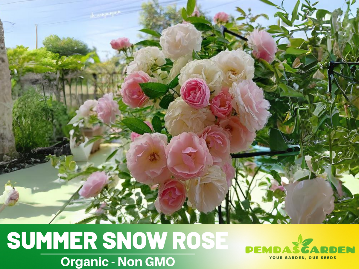 30+ Seeds| White Summer Snow Perennial Rose Seeds #1170