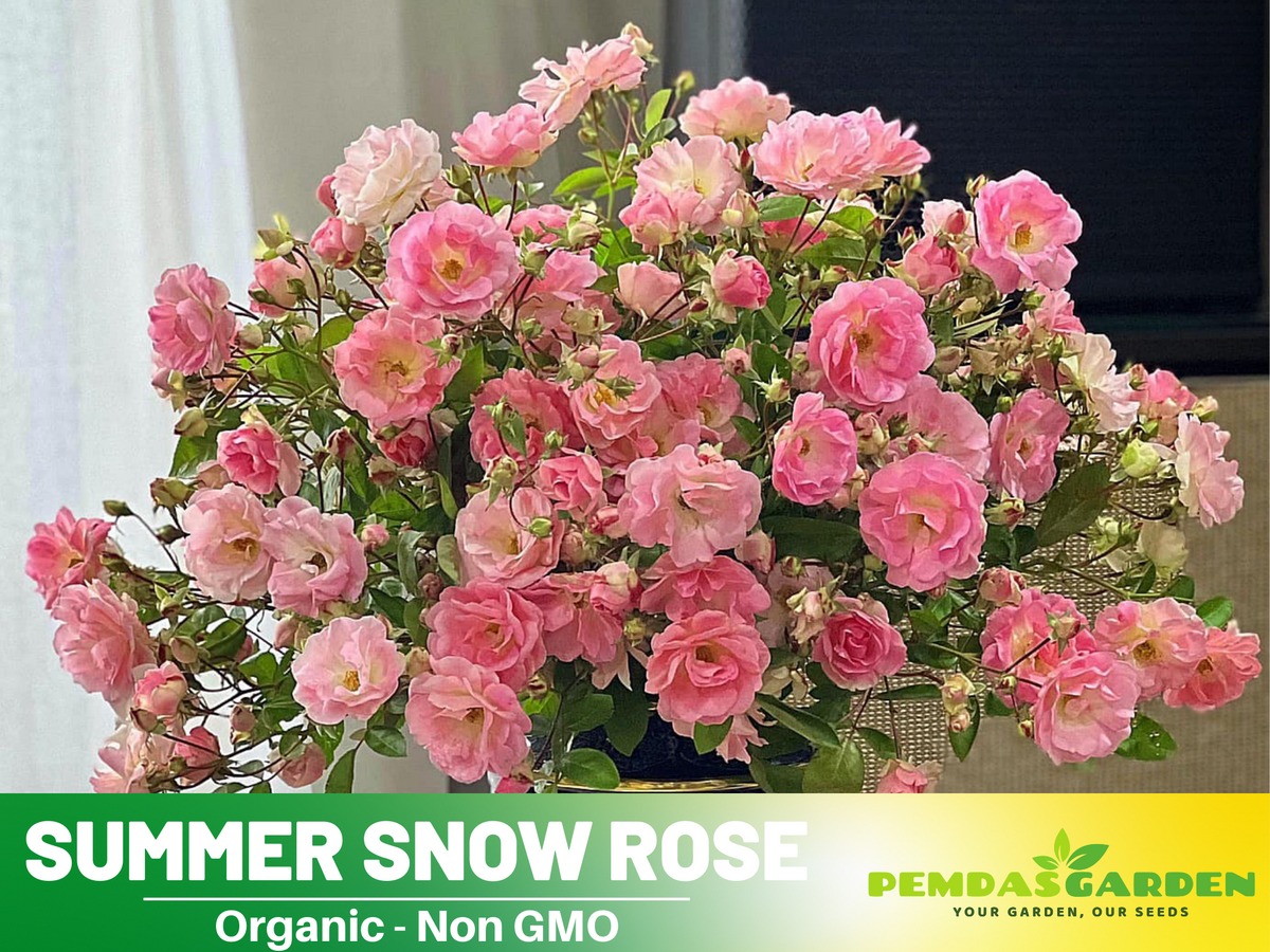 30+ Seeds| White Summer Snow Perennial Rose Seeds #1170