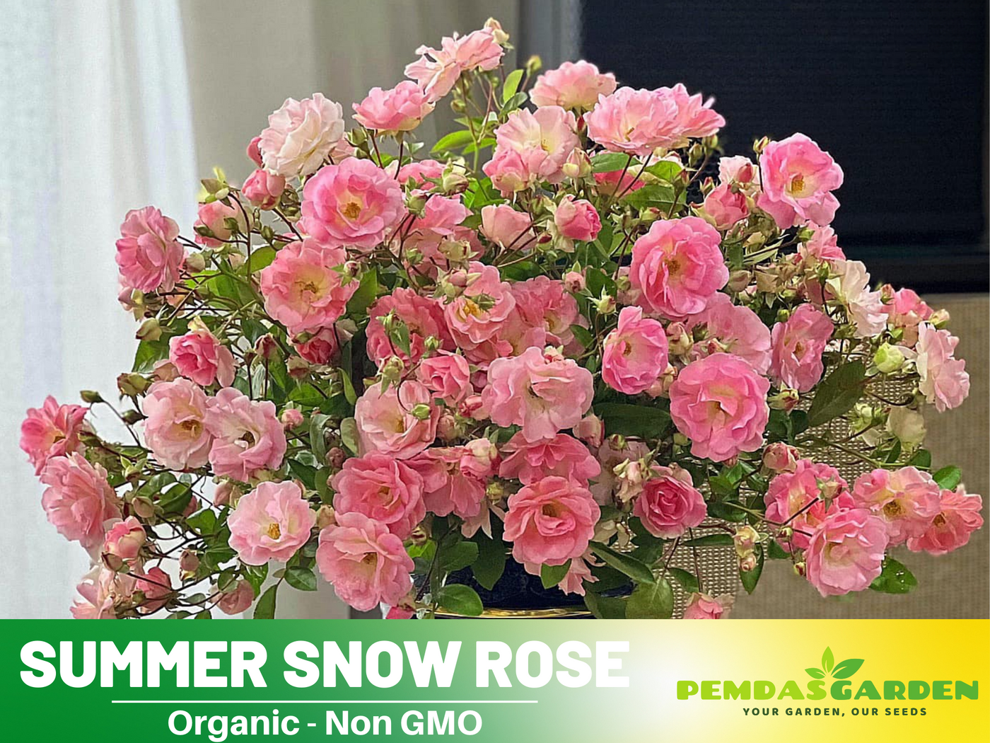 snow rose seeds 30+ Seeds| White Summer Snow Perennial Rose Seeds #1170 – PEMDASGARDEN