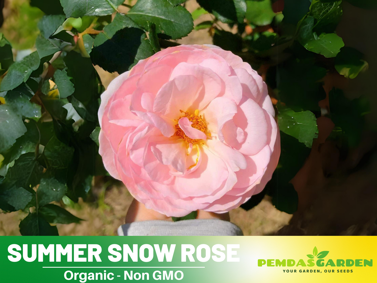 30+ Seeds| White Summer Snow Perennial Rose Seeds #1170