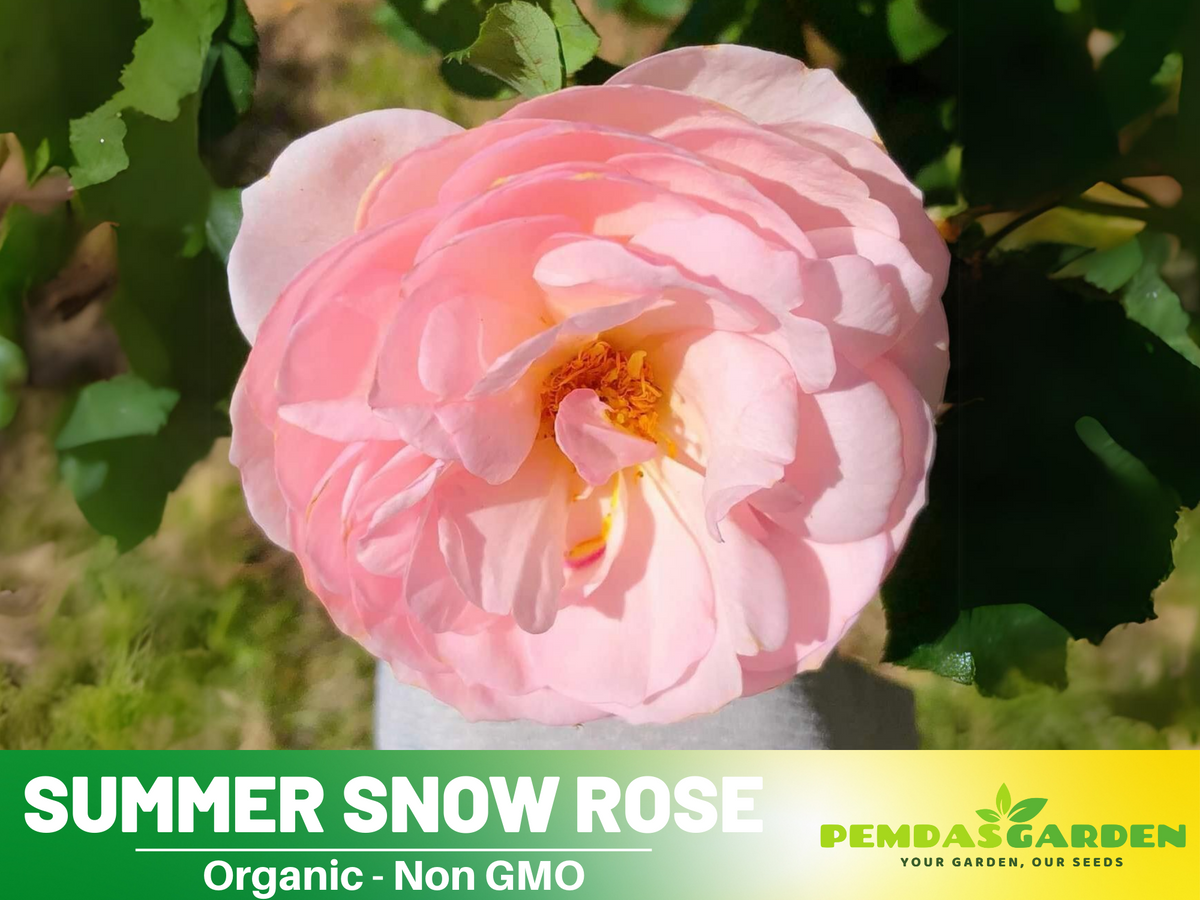 30+ Seeds| White Summer Snow Perennial Rose Seeds #1170