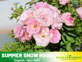 30+ Seeds| White Summer Snow Perennial Rose Seeds #1170