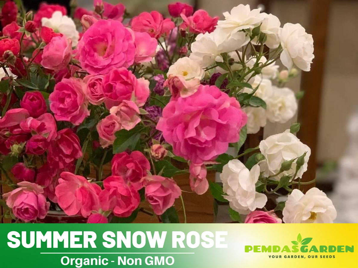 30+ Seeds| White Summer Snow Perennial Rose Seeds #1170