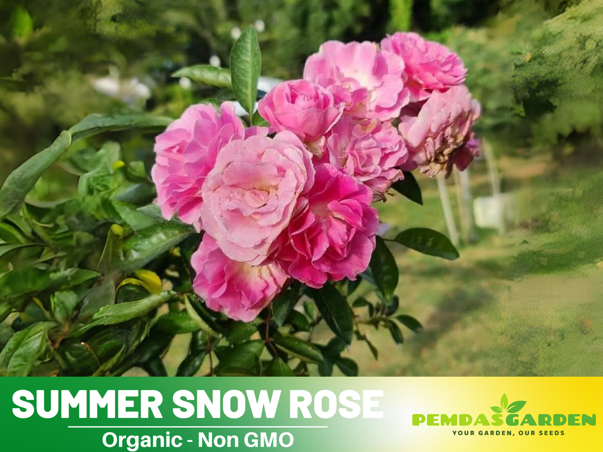 30+ Seeds| White Summer Snow Perennial Rose Seeds #1170