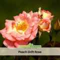 30+ Seeds| Peach Drift Rose Perennial Seeds - Garden Flower - Peach Pink Blooms - Long Blooming - Low Growing Ornamental Rose #1171