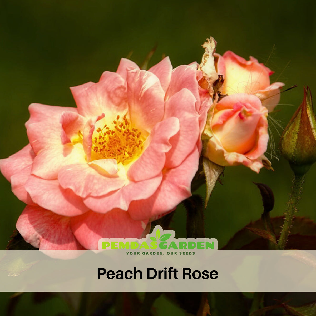 Peach Drift Rose Perennial Seeds - Peach Pink Blooms, 30+ seeds