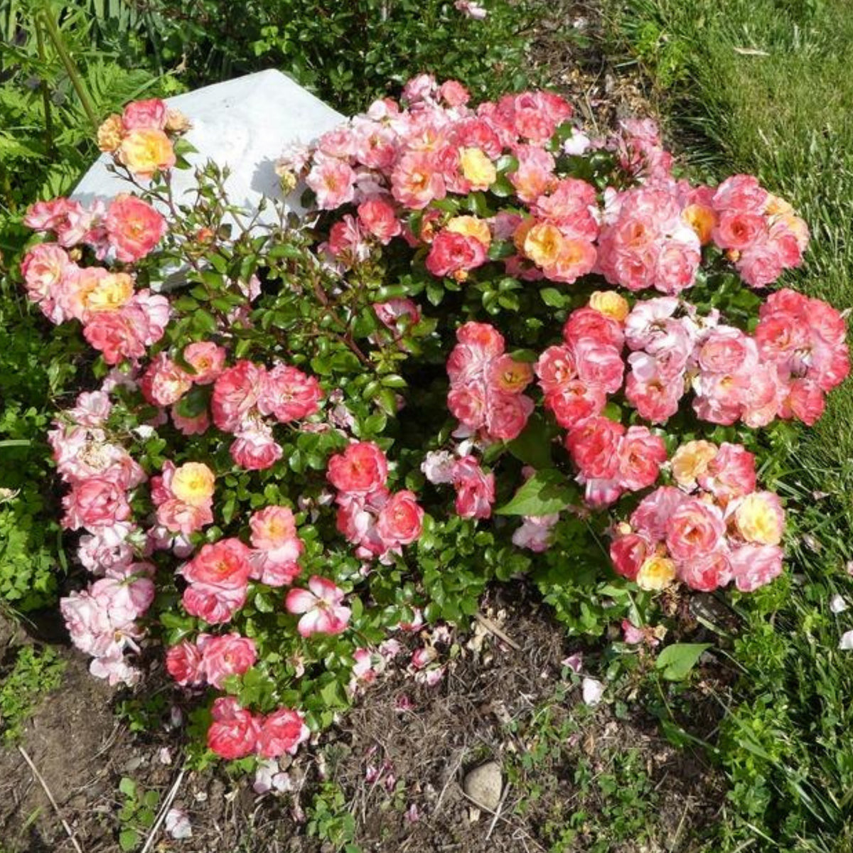 Peach Drift Rose Perennial Seeds - Peach Pink Blooms, 30+ seeds