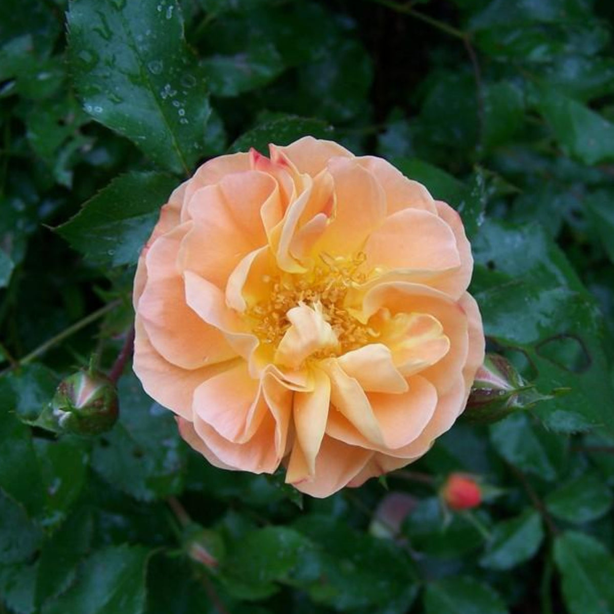 Peach Drift Rose Perennial Seeds - Peach Pink Blooms, 30+ seeds