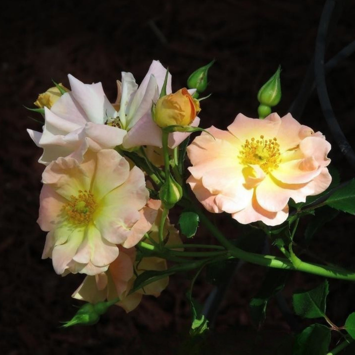 Peach Drift Rose Perennial Seeds - Peach Pink Blooms, 30+ seeds
