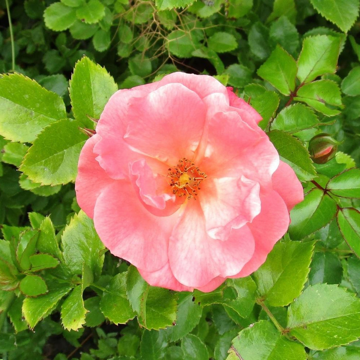 Peach Drift Rose Perennial Seeds - Peach Pink Blooms, 30+ seeds