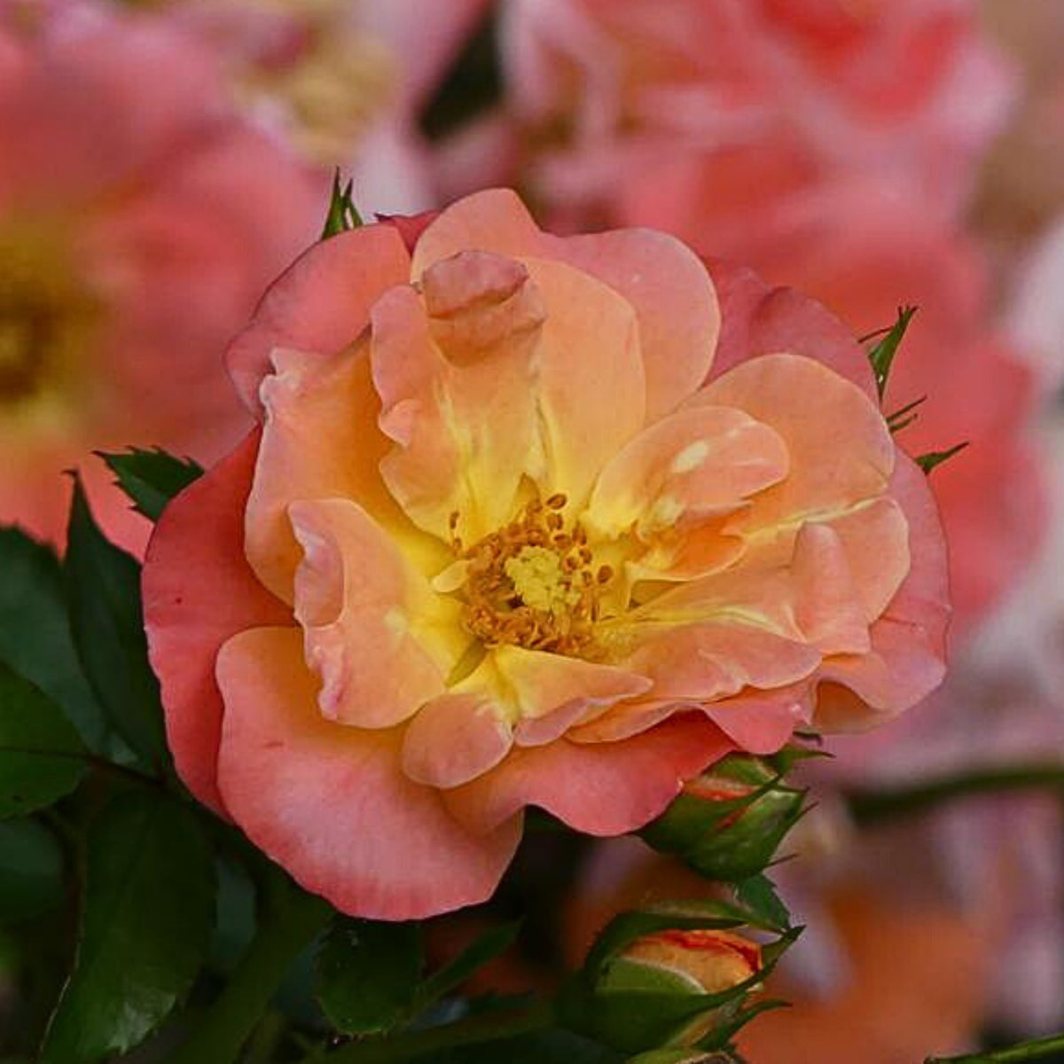 Peach Drift Rose Perennial Seeds - Peach Pink Blooms, 30+ seeds