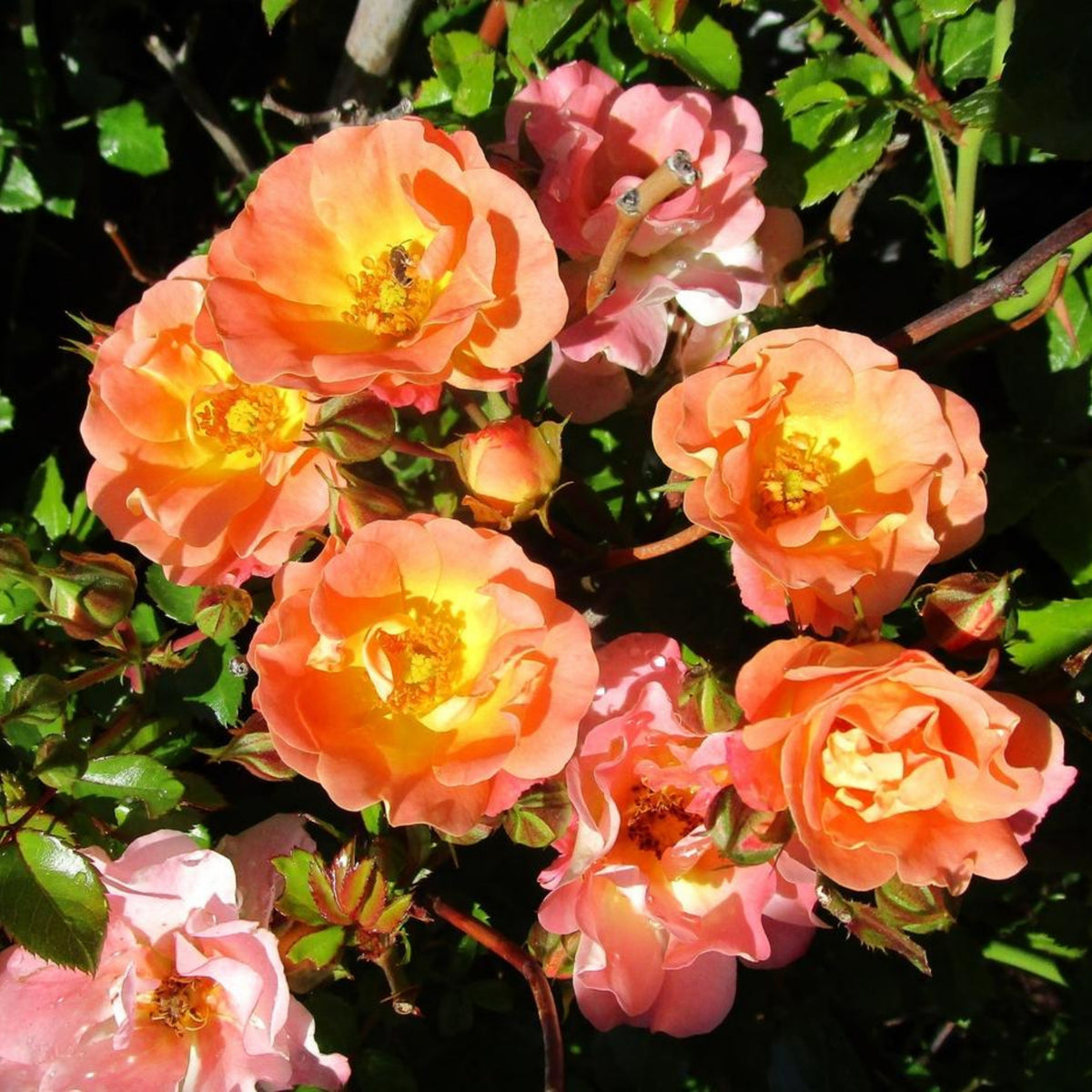 Peach Drift Rose Perennial Seeds - Peach Pink Blooms, 30+ seeds