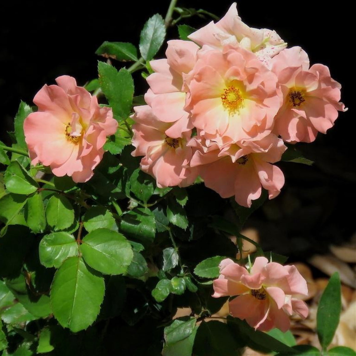 Peach Drift Rose Perennial Seeds - Peach Pink Blooms, 30+ seeds