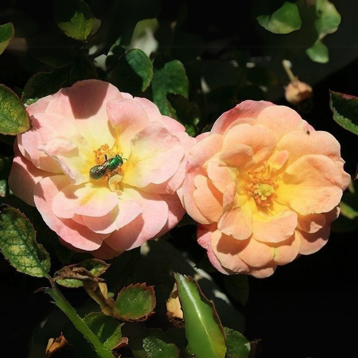Peach Drift Rose Perennial Seeds - Peach Pink Blooms, 30+ seeds